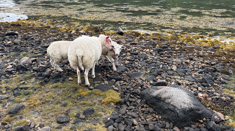 Hundeeierne slipper straff