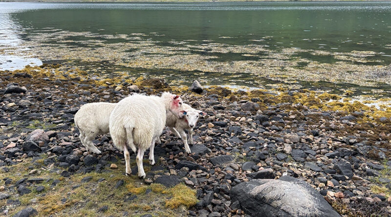 Løse hunder jaget sauer