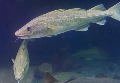 Mest torsk fra oppdrett nå