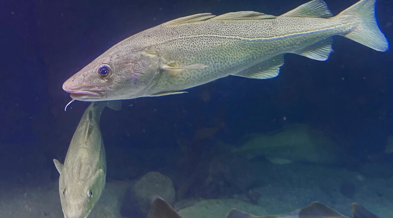 Mest torsk fra oppdrett nå