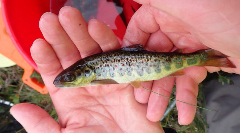 Godtar neppe tørre elver