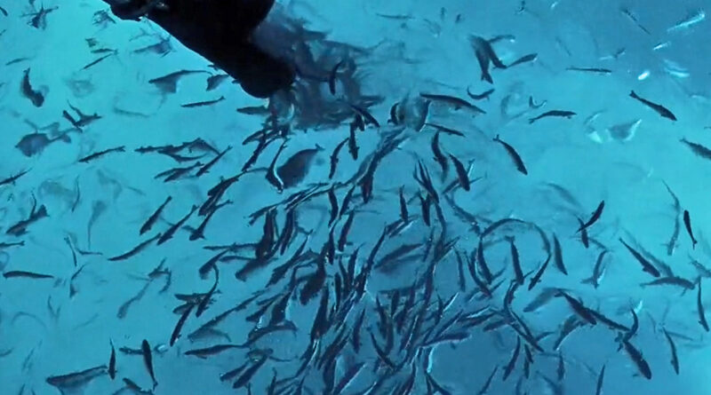 Smolten trives på Kvalnes