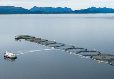 Mange jobber i havbruk