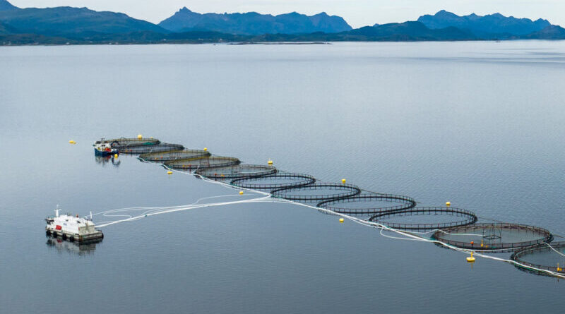 Mange jobber i havbruk