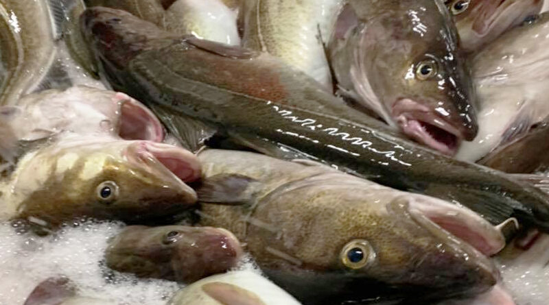 Nå er skreien kommet