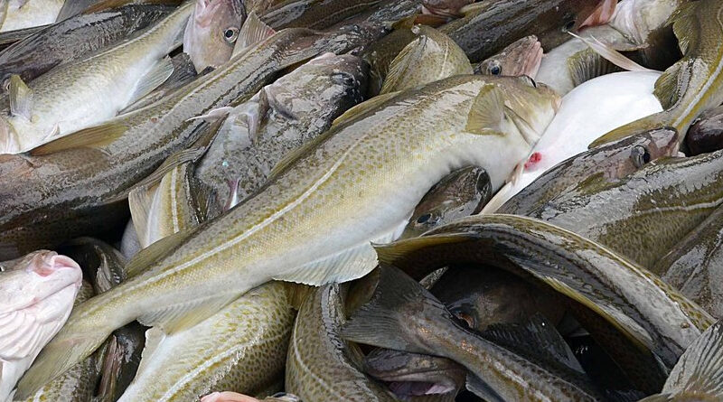 Mangler mye fisk i år