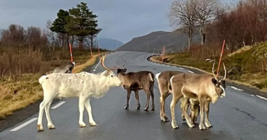 Gullkista fant løsningen