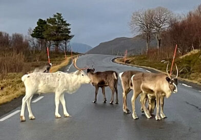 Gullkista fant løsningen