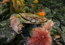 Krabber stadig nordover