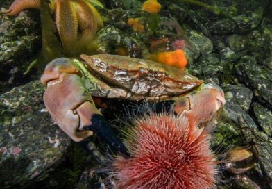 Krabber stadig nordover