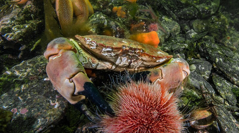 Krabber stadig nordover